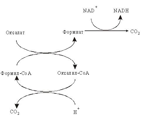 Sam формула биохимия. Схематично последовательность этапов окисления глицерина в тканях.. Установите последовательность этапов окисления крахмала