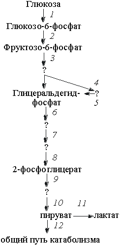 Синтез глюкозы из глицерина. Схема синтеза Глюкозы из глицерина. Пируват из глицерина. Глицерин Синтез Глюкозы.